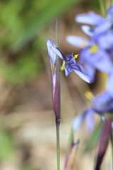 Sisyrinchium mucronatum