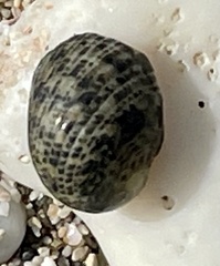 Nerita scabricosta