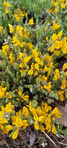 Image of Genista albida by (c) Николай Крылов, some rights reserved (CC BY)
