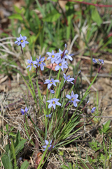 Sisyrinchium mucronatum