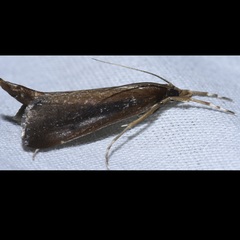 Carectocultus perstrialis