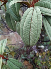 Miconia flavescens