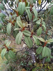 Miconia flavescens
