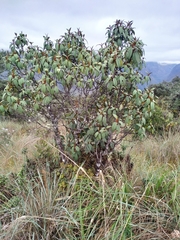 Miconia flavescens