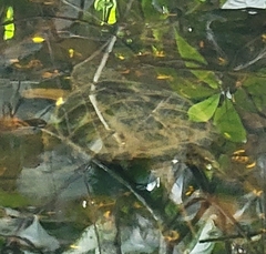 Chelydra acutirostris