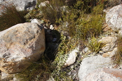 Leucospermum cordatum