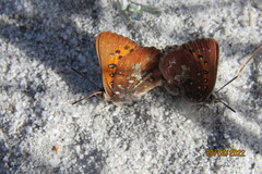 Aloeides thyra thyra
