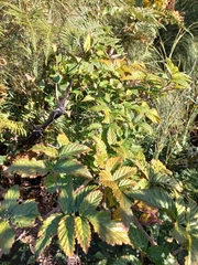 Rubus pinnatus