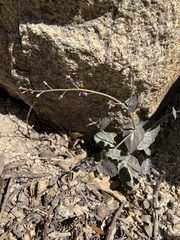 Caulanthus amplexicaulis