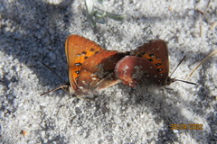 Aloeides thyra thyra