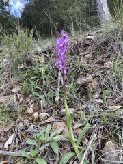Orchis olbiensis
