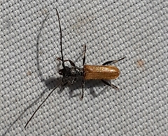 Stenhomalus bicolor