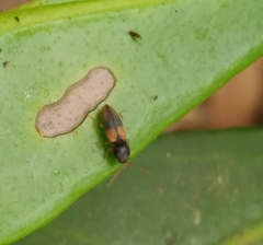 Horistonotus curiatus