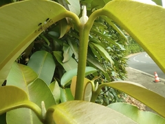 Calophyllum soulattri
