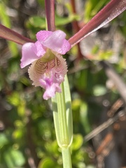 Cleistesiopsis
