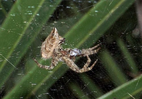 Tropical Tent-web Spider photo 5