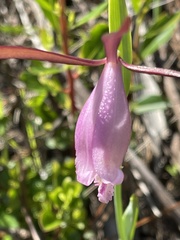 Cleistesiopsis