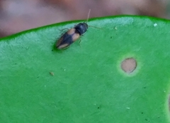 Horistonotus curiatus