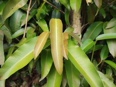 Calophyllum soulattri