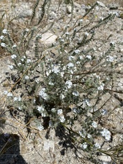 Johnstonella
