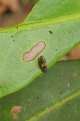 Horistonotus curiatus
