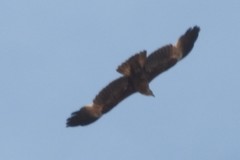 Haliastur indus indus