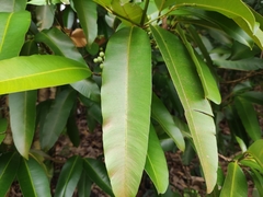 Calophyllum soulattri
