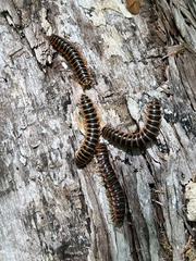 Arthrophaga myriapodina
