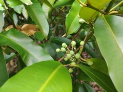 Calophyllum soulattri
