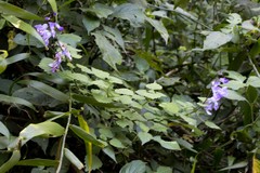 Plectranthus saccatus
