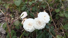 Rosa chinensis
