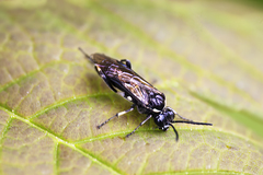 Macrophya albicincta