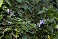 Plectranthus saccatus