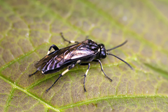 Macrophya albicincta