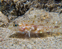 Fusigobius duospilus