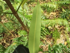 Calophyllum soulattri