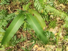 Calophyllum soulattri