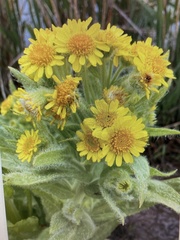 Tephroseris palustris