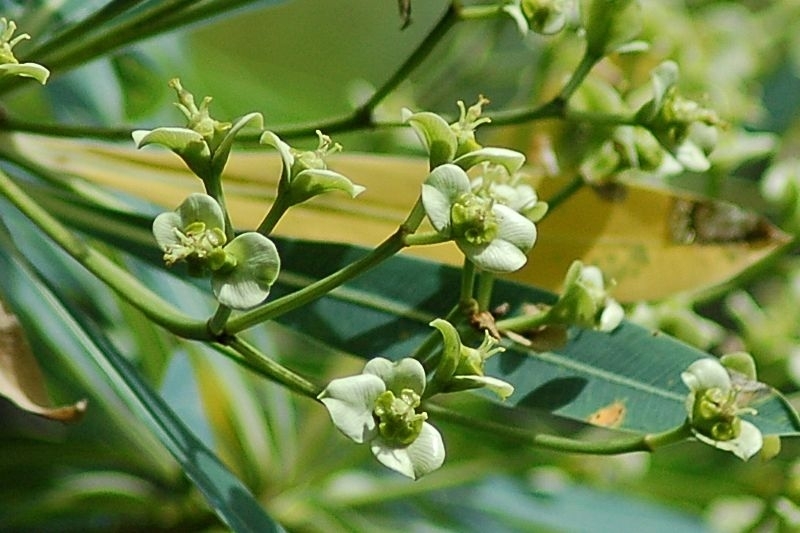 Euphorbia calyculata