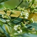 Euphorbia calyculata - Photo (c) Dale Lee Denham-Logsdon,  זכויות יוצרים חלקיות (CC BY-NC), uploaded by Dale Lee Denham-Logsdon