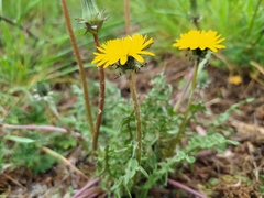 Taraxacum tortilobum