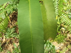 Calophyllum soulattri