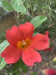 Amphilophium buccinatorium