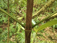 Calophyllum soulattri