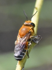 Megachile lanata