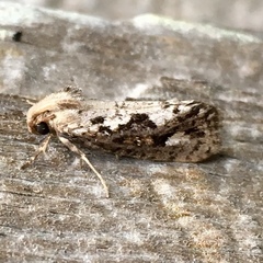 Acrolophinae