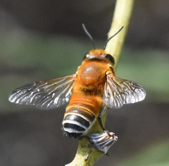 Megachile lanata
