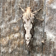 Acrolophinae