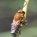 Megachile lanata - Photo (c) Joe MDO, algunos derechos reservados (CC BY-NC), uploaded by Joe MDO