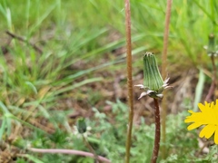 Taraxacum tortilobum